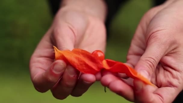 Zwei Hände Die Eine Reife Orange Physalis Beere Öffnen Kapstachelbeerfrucht — Stockvideo