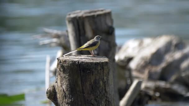 天气晴朗时 热带黄褐色雀鸟在河边木柴堆上长尾栖息 — 图库视频影像
