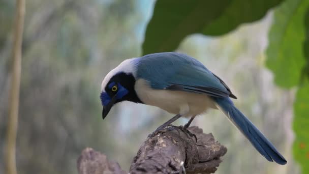 Macro Close Upo Van Mooie Green Jay Rustend Een Tak — Stockvideo