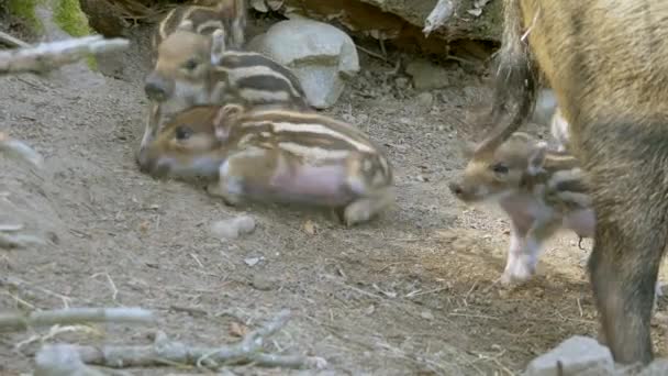 可爱的新生儿野猪学习在乡间肮脏的土地上行走 近距离慢动作射击 — 图库视频影像