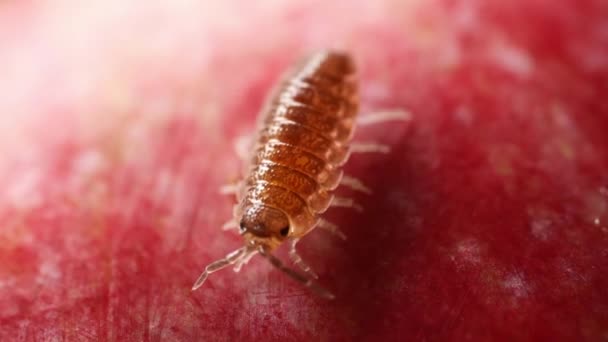 Kırmızı Bulanık Arkaplanda Mikrofon Makro Çekimi Woodlouse Oniscidea — Stok video