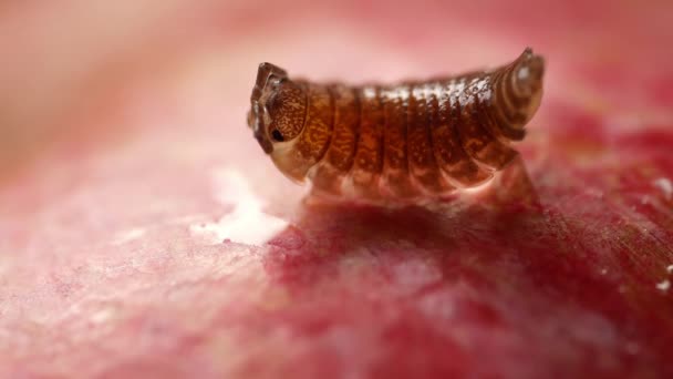 Bug Sfondo Rosso Sfocato Primo Piano Macro Shot Topo Legno — Video Stock