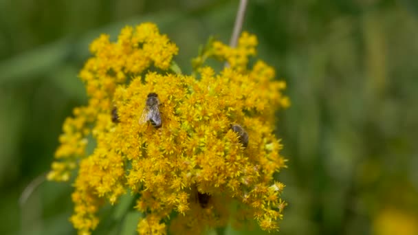 Skupina divokých včel sbírá nektar žlutého květu během slunečného dne, zblízka