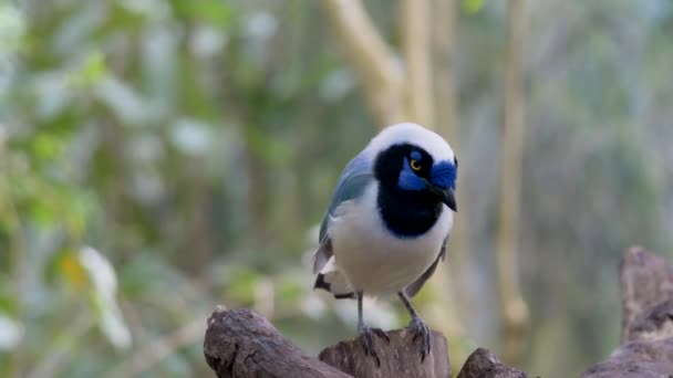 Retrato Fotografado Belo Exótico Green Jay Bird Cyanocorax Yncas Empoleirado — Vídeo de Stock