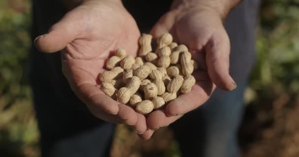 Öreg Farmer Kezei Mogyorót Szednek Ősszel Mezőgazdasági Kertészeti Koncepció Ökológiai — Stock videók