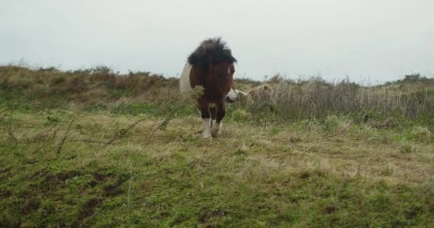 Wild Paard Berglandschap — Stockvideo