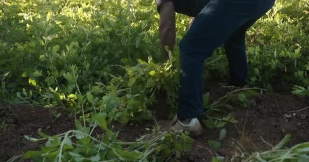 Bauernalter Der Erdnüsse Pflückt Herbsternte Landwirtschafts Und Gartenkonzept Auf Kleinem — Stockvideo