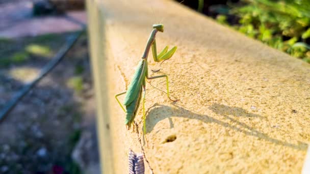 Une Mante Verte Pondeuse Œufs Sur Mur Jardin Après Avoir — Video