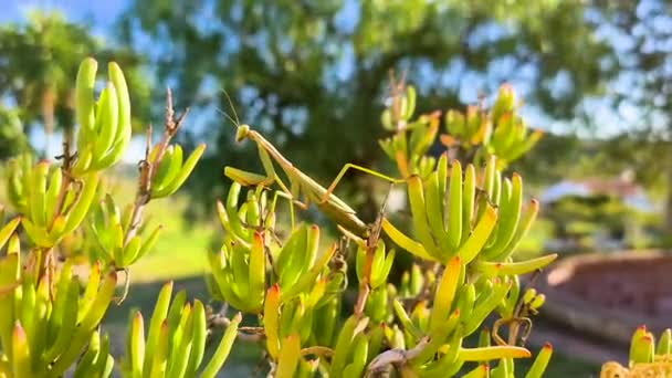 Una Mantide Religiosa Verde Striscia Silenziosamente Tremando Una Pianta Poco — Video Stock