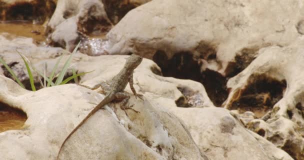 Anole Lizard Rocks Swamp Rio Tanama Пуэрто Рико Крупный План — стоковое видео