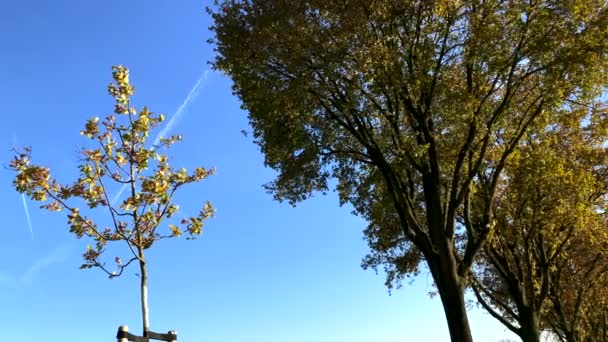 Bottom Shot Nuovo Albero Piantato Vecchio Albero Con Foglie Colorate — Video Stock