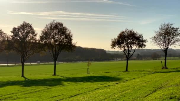 Wide Shot Cleared Forest Avenue New Planting Tree Countryside Farm — Stock Video