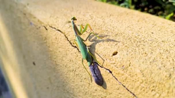 Egg Laying Green Mantis Garden Wall She Gently Spins Her — Stock Video