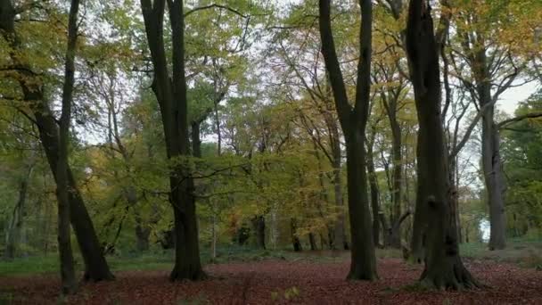 Uma Madeira Inglesa Madura Mostrando Suas Cores Outono Worcestershire Reino — Vídeo de Stock