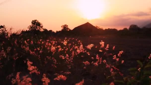 Silhouette Une Cabane Chaume Milieu Champ Plein Fleurs Sauvages Oscillantes — Video