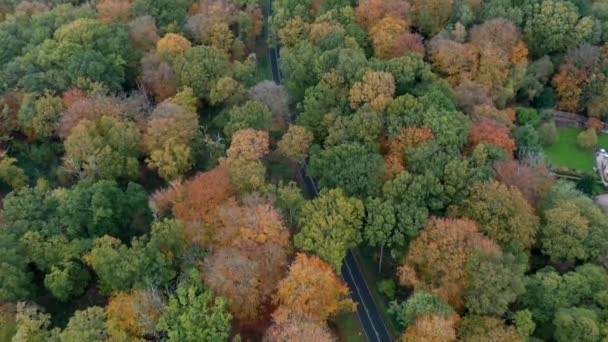 Letecký Pohled Cestu Vedoucí Hustým Lesem Stromy Plné Podzimní Barvě — Stock video