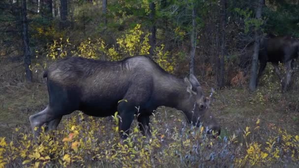 Female Moose Wilderness Jasper National Park Alberta Canadá Animales Salvajes — Vídeos de Stock