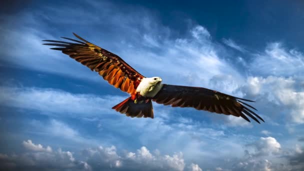 Orzeł Lecący Górę Niebie Ptak Zwierzę Myśliwy Niebo Zastępcze Ilustracja — Wideo stockowe