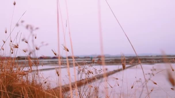 在阴郁的一天 摇曳的干草勾勒出柬埔寨贡布盐场的风景 — 图库视频影像