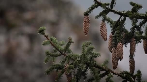 Gros Plan Petits Cônes Pin Suspendus Pin Gouttelettes Eau Humides — Video