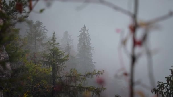 Толстый Туманный Туман Покрывает Лесные Сосны Высокой Влажной Горе Медленная — стоковое видео