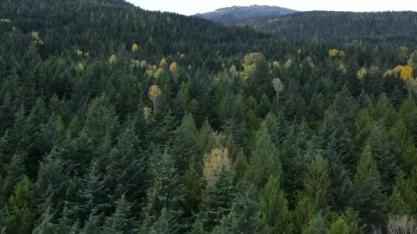 Short Aerial Video British Columbian Forests Nelson Canada Feuillage Automne — Video