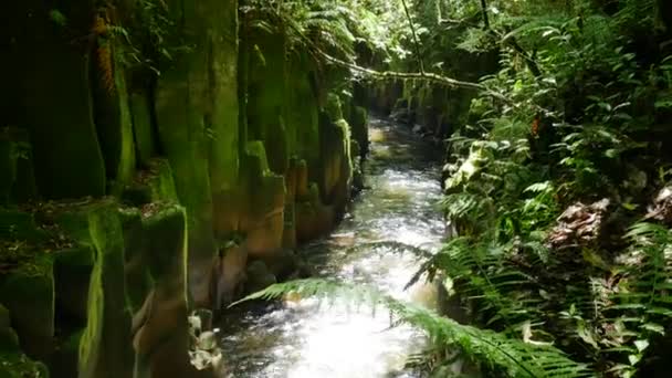 Fluir Pacífico Entre Las Paredes Roca Musgosa Denso Parque Forestal — Vídeo de stock