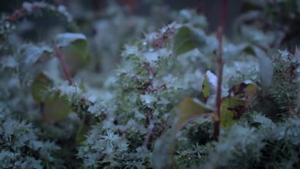 Impianto Cespuglio Arbusto Con Gelo Ghiacciato Foglie Durante Inverno Panning — Video Stock