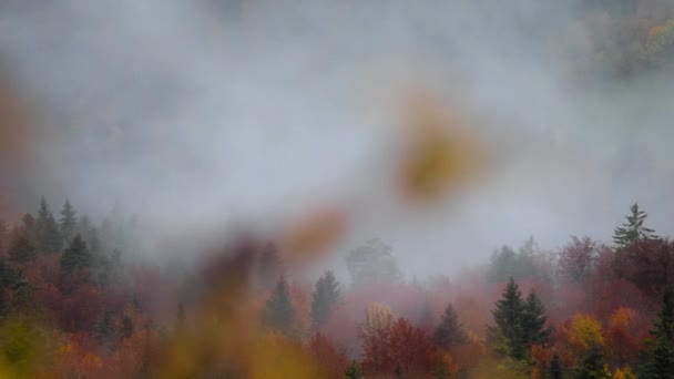 Köd borítja a fenyőerdőt a hegyen. Őszi színek lombozat