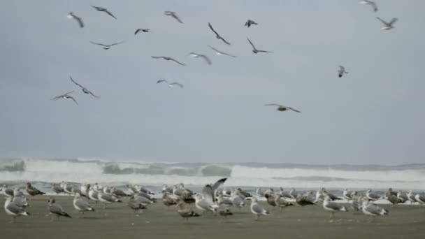 Crowd Seagulls Flapping Flying Circle Beach Waves Sea Background — Stock Video