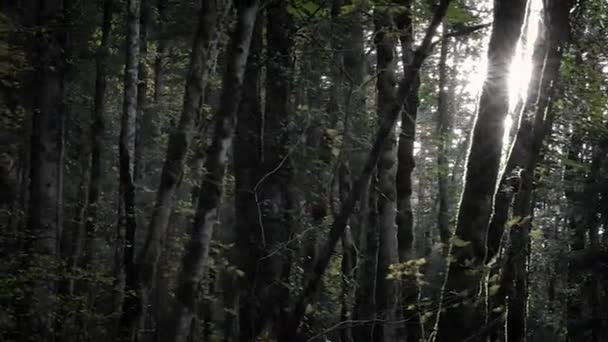 Letnie Światło Słoneczne Świecące Przez Drzewa Lesie Rozbłysk Soczewki Wolna — Wideo stockowe