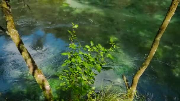 Crystal Clear Stream Skogen Kawerau Nya Zeeland Solljus — Stockvideo