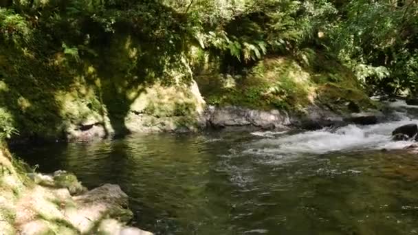 Ρευστά Νερά Του Φυσικού Ποταμού Στο Whirinaki Pua Tne Conservation — Αρχείο Βίντεο
