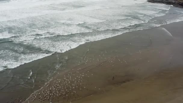 海岸と海を飛ぶ鳥のカモメの群れの広いビューの上 — ストック動画