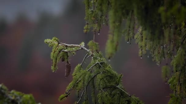 ゆっくりと動き 水滴松の木の針の葉から滴り落ちる 閉じろ — ストック動画