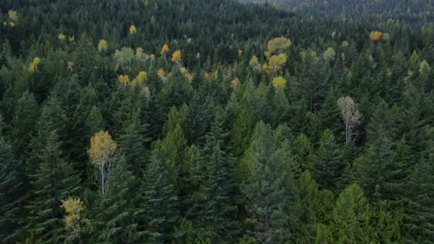 Largo Video Aéreo Bosques Británicos Colombianos Cerca Nelson Canadá Follaje — Vídeo de stock