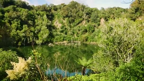 晴れた日に緑の森の木々や植物に囲まれた熱帯湖の広いショット Waimang New Zealand — ストック動画