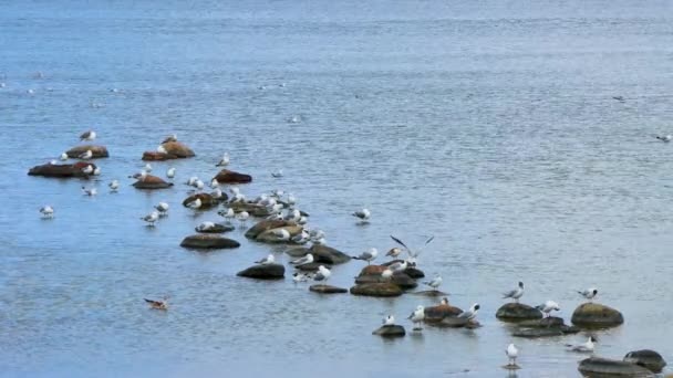 Mořští Ptáci Sedí Kamenech Klidné Vodě Mávají Křídly Létají Statické — Stock video