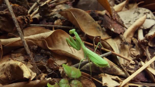 Zielona Modliszka Stojąca Martwych Liściach Leśnej Podłodze Rozglądająca Się Jedzeniem — Wideo stockowe