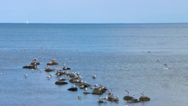 Чайки Летают Сидят Камнях Спокойном Голубом Океане Парусник Горизонтом — стоковое видео