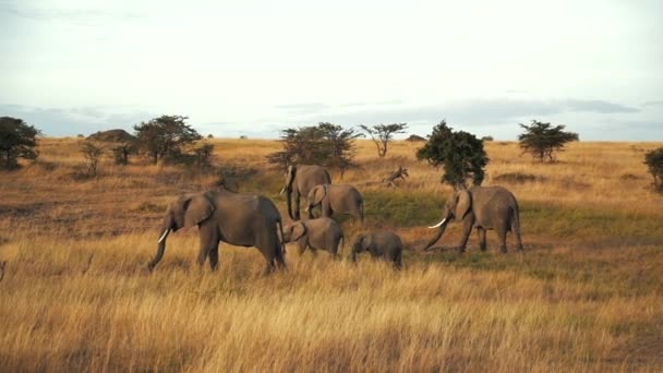 在肯尼亚的马赛马拉 一群野生大象 — 图库视频影像