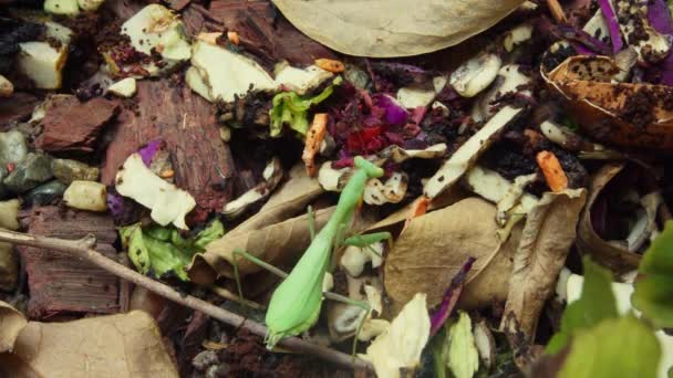 Mante Priante Verte Déplaçant Lentement Sur Sol Forestier Chassant Une — Video