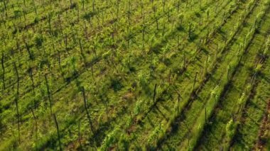 İtalya, Piemonte 'deki bir üzüm bağındaki şarap fabrikalarına tepeden bakan hava manzaralı. Eğik, insansız hava aracı.