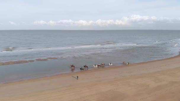 Turisté Jízda Koni Pláži Severním Moři Slunečný Den Nizozemsku Anténa — Stock video