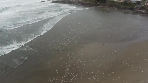 Stormo Sciame Gabbiani Volanti Spiaggia Vista Sopra — Video Stock