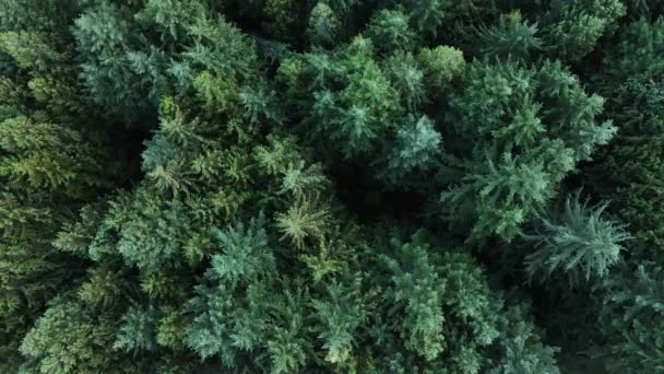 从上往下俯瞰不列颠哥伦比亚省纳尔逊市美丽的针叶林 在加拿大不列颠哥伦比亚南部的一片茂密的森林上垂直飞越 4K加拿大旅游概念的航拍镜头 — 图库视频影像