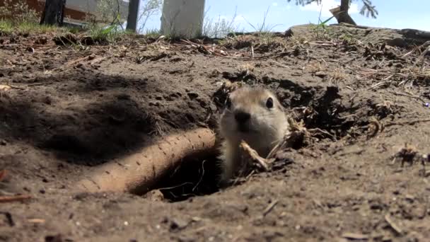 Twee Kleine Prairie Dogs Steken Hun Kop Uit Een Gat — Stockvideo