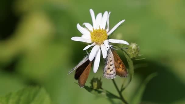 Belle Macro Gros Plan Deux Petits Papillons Volant Battant Pour — Video