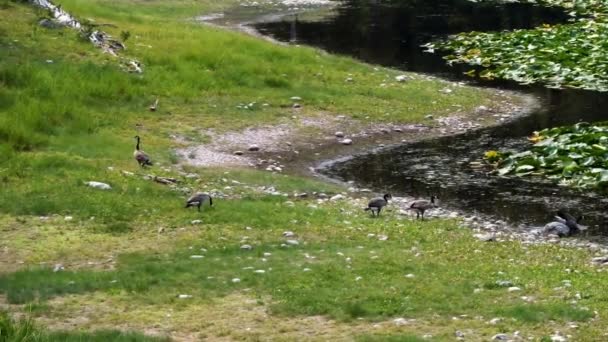 Paisagem Natureza Câmera Lenta Foto Pequeno Bando Gansos Margem Tranquilo — Vídeo de Stock