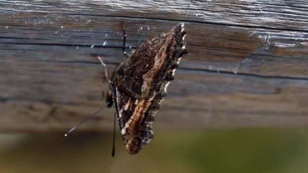 Hermosa Macrofotografía Cerca Una Pequeña Mariposa Parada Una Valla Madera — Vídeos de Stock